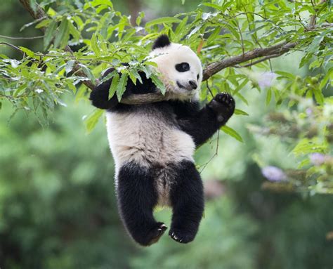 Could America’s giant panda exodus be reversed? The Chinese president’s comments spark optimism